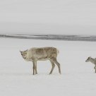 A little anxious !   Reindeer in Breheimen / Norway